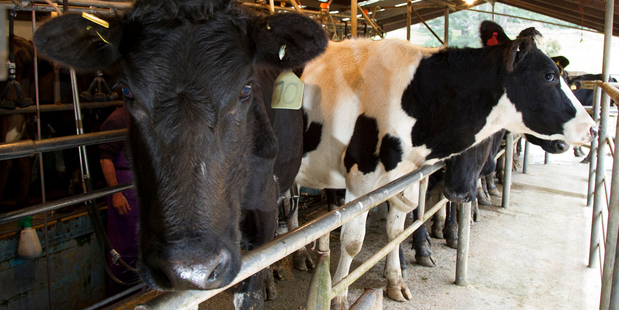 SCCZEN_A_060815NZHDKFARMING06_620311